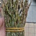 铁皮石斛，鲜货，扎把，新鲜干净，专业批发