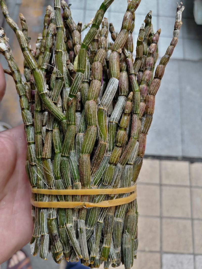 铁皮石斛，鲜货，扎把，新鲜干净，专业批发