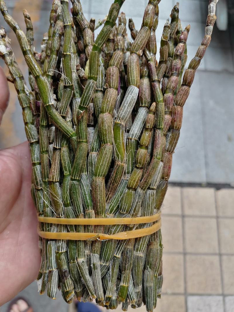 铁皮石斛，鲜货，扎把，新鲜干净，专业批发