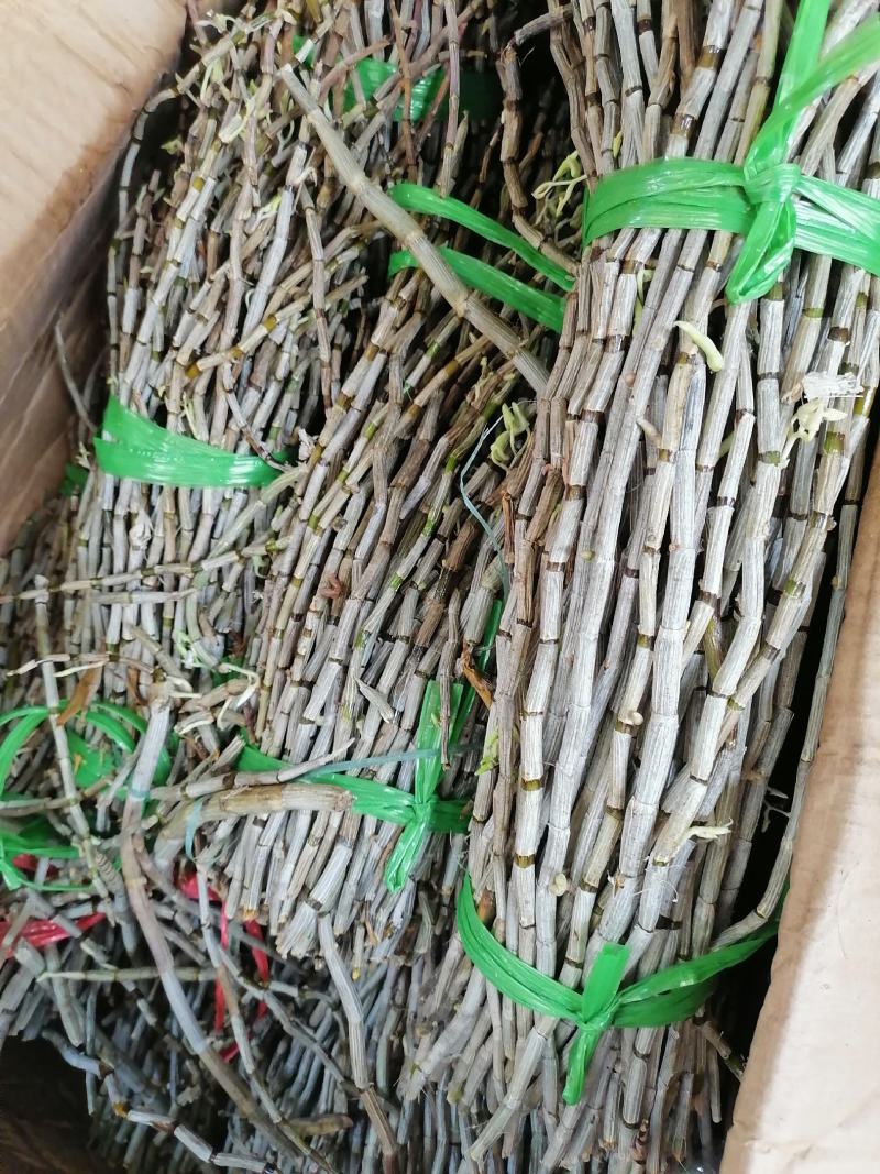 铁皮石斛，鲜货，扎把，新鲜干净，专业批发