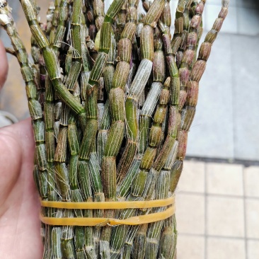铁皮石斛，鲜货，扎把，新鲜干净，专业批发