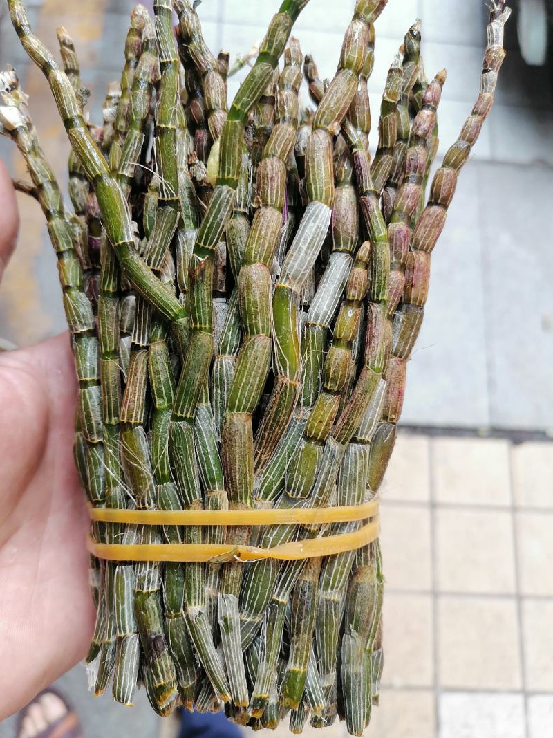 铁皮石斛，鲜货，扎把，新鲜干净，专业批发