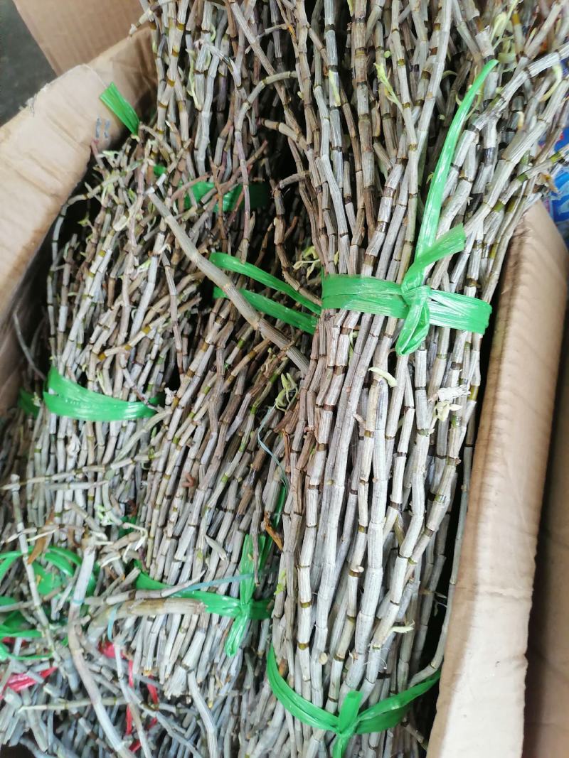 铁皮石斛，鲜货，扎把，新鲜干净，专业批发