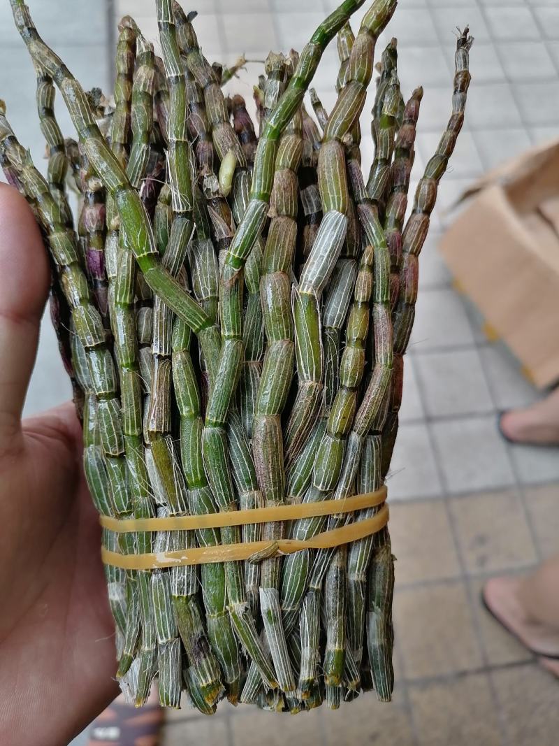 铁皮石斛，鲜货，扎把，新鲜干净，专业批发