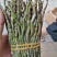 铁皮石斛，鲜货，扎把，新鲜干净，专业批发