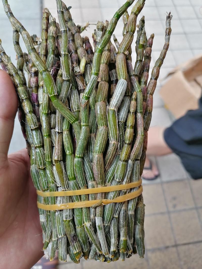 铁皮石斛，鲜货，扎把，新鲜干净，专业批发