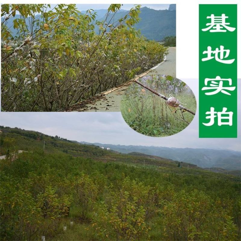 玛瑙红樱桃苗销售中
