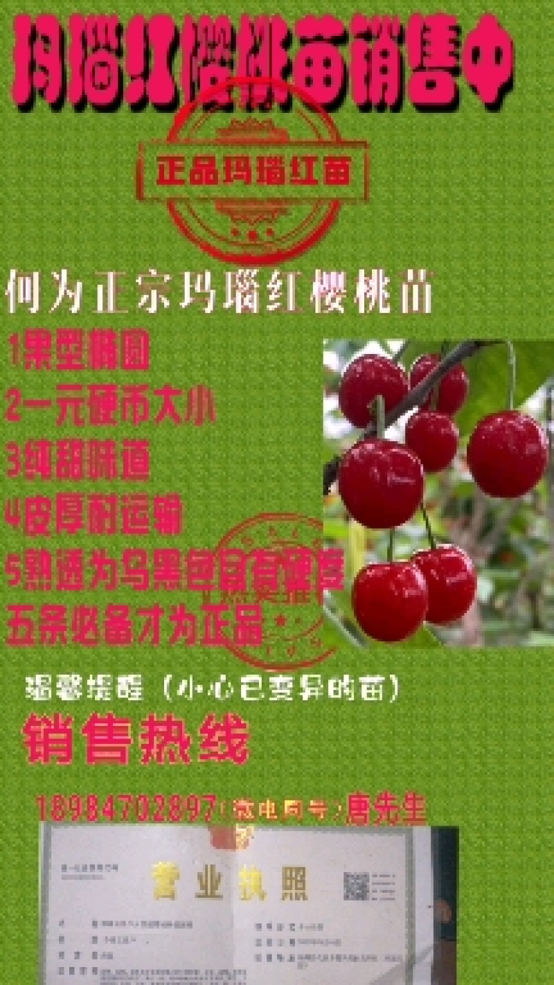 玛瑙红樱桃苗销售中