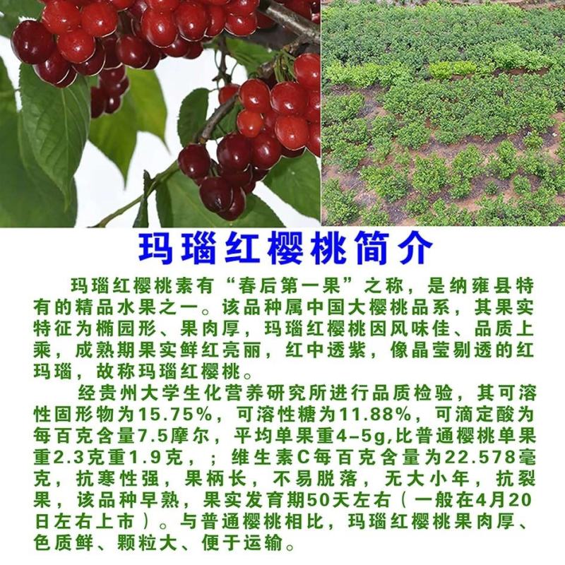 玛瑙红樱桃苗销售中