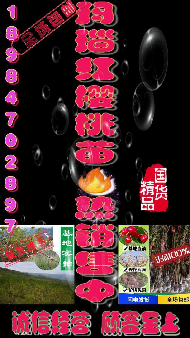 玛瑙红樱桃苗销售中