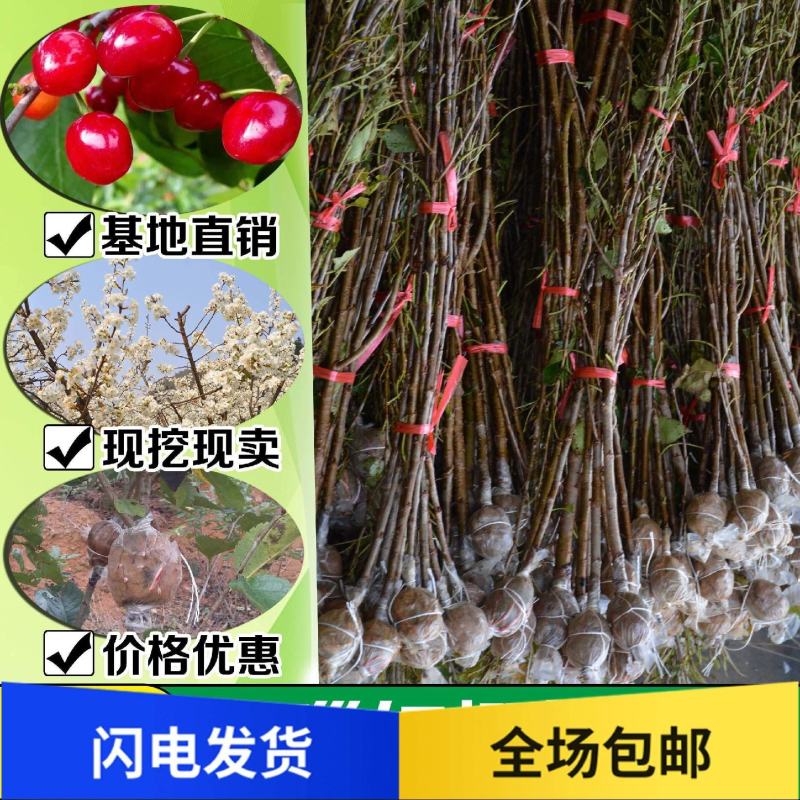 玛瑙红樱桃苗销售中