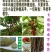 玛瑙红樱桃苗销售中