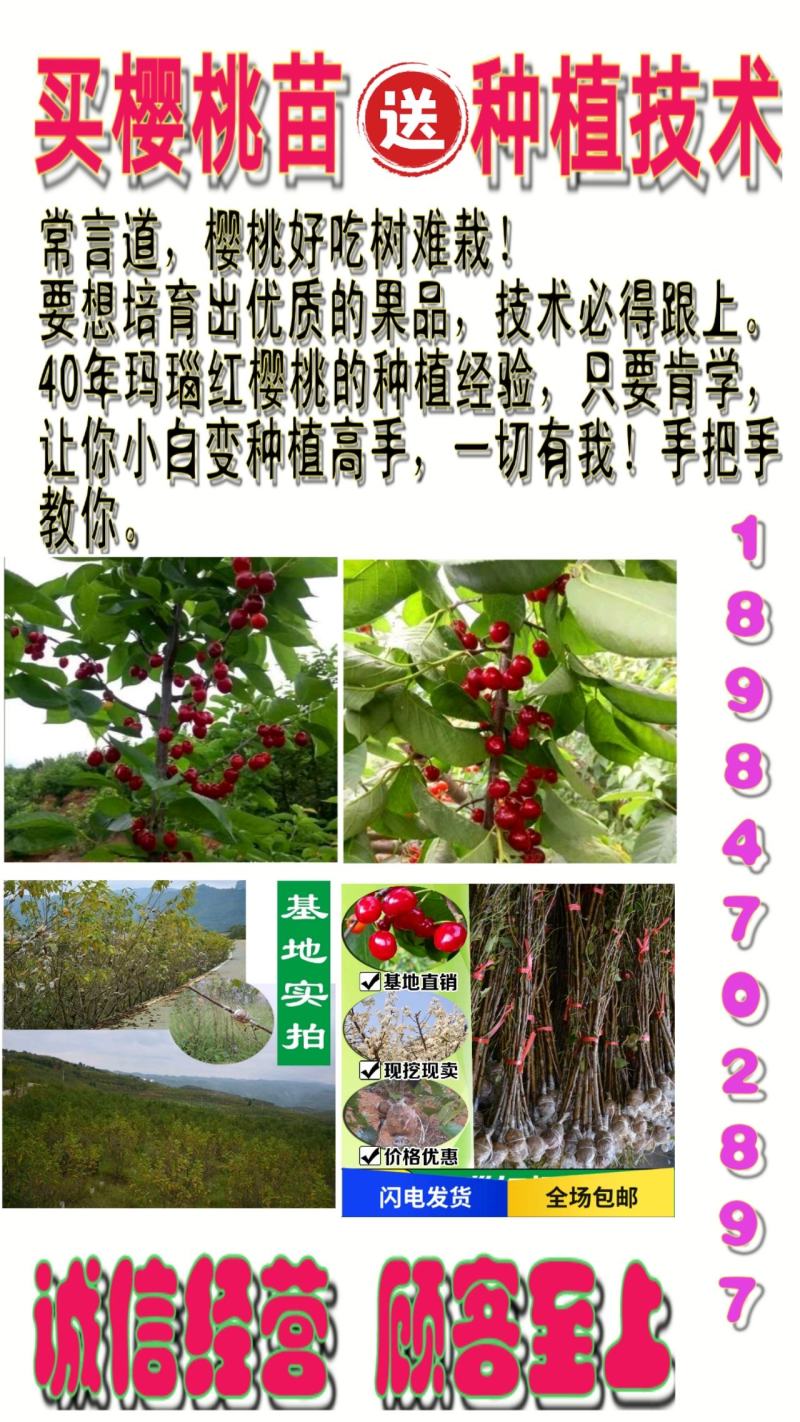 玛瑙红樱桃苗销售中