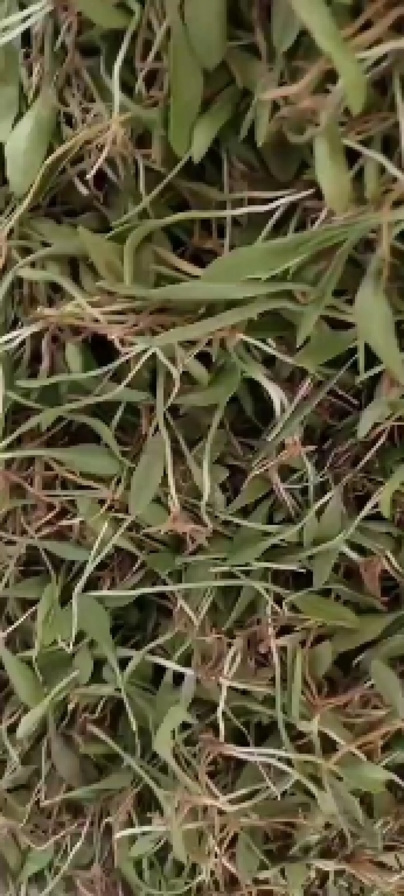 一支箭
