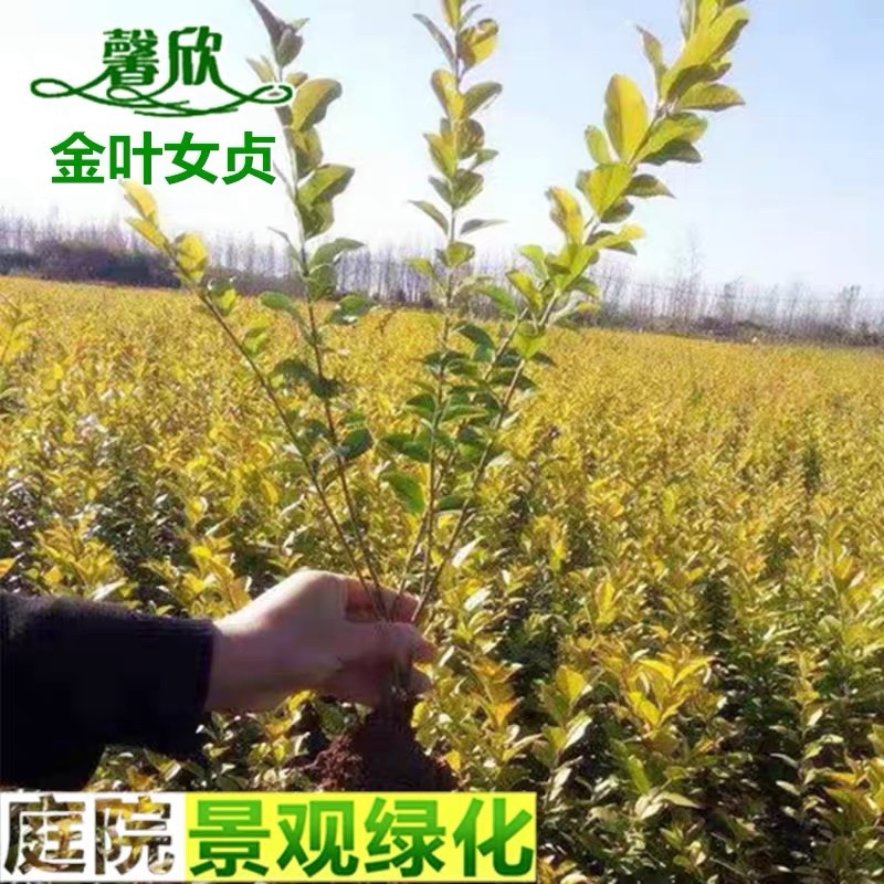 金森女贞苗金叶女贞床苗地栽苗金森女贞杯苗