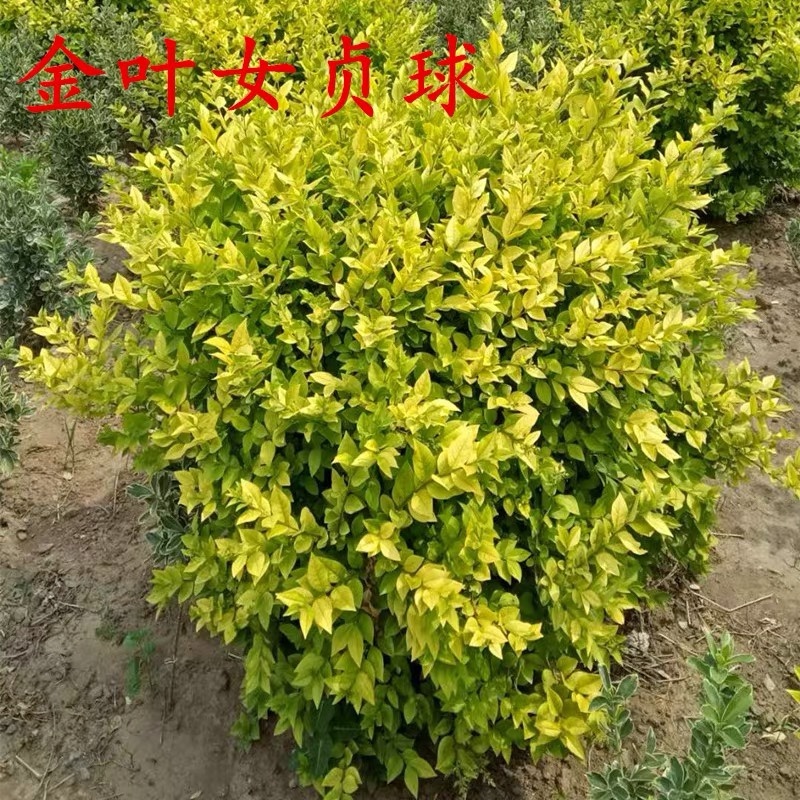 金森女贞苗金叶女贞床苗地栽苗金森女贞杯苗