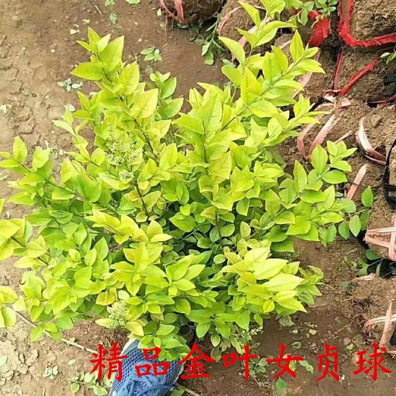 金森女贞苗金叶女贞床苗地栽苗金森女贞杯苗