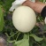 【甜瓜】山东精品玉菇甜瓜产地直供坏单包赔供应全国