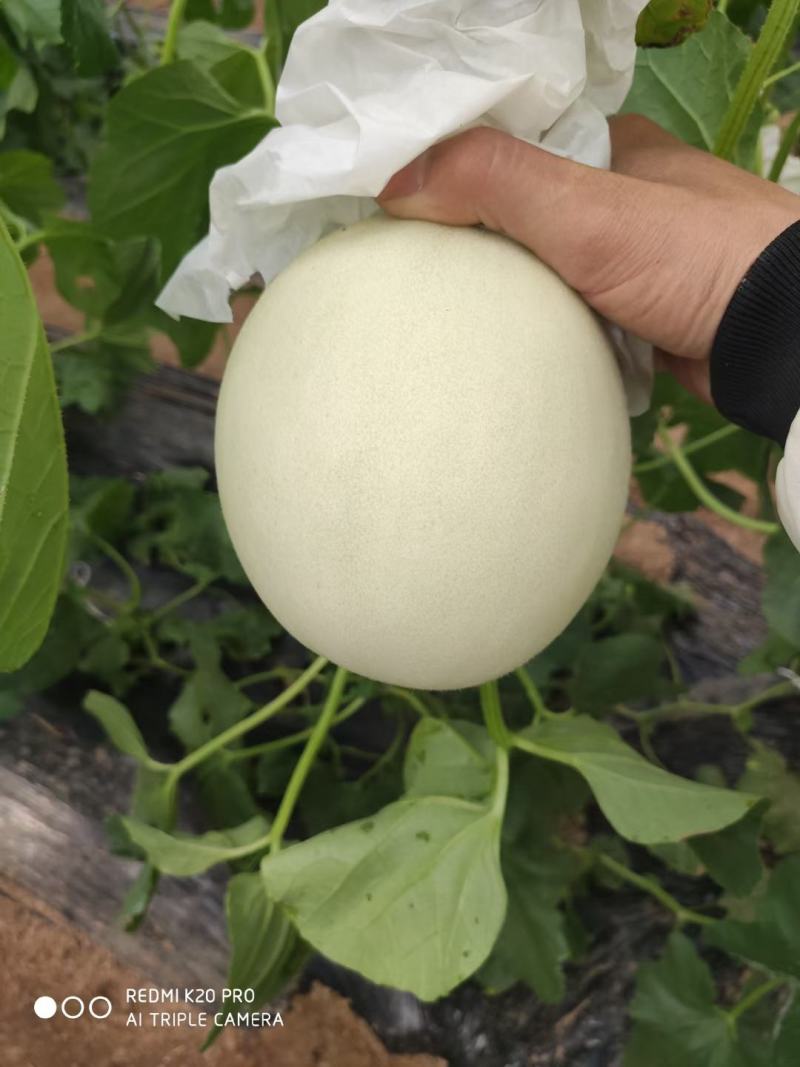【甜瓜】山东精品玉菇甜瓜产地直供坏单包赔供应全国