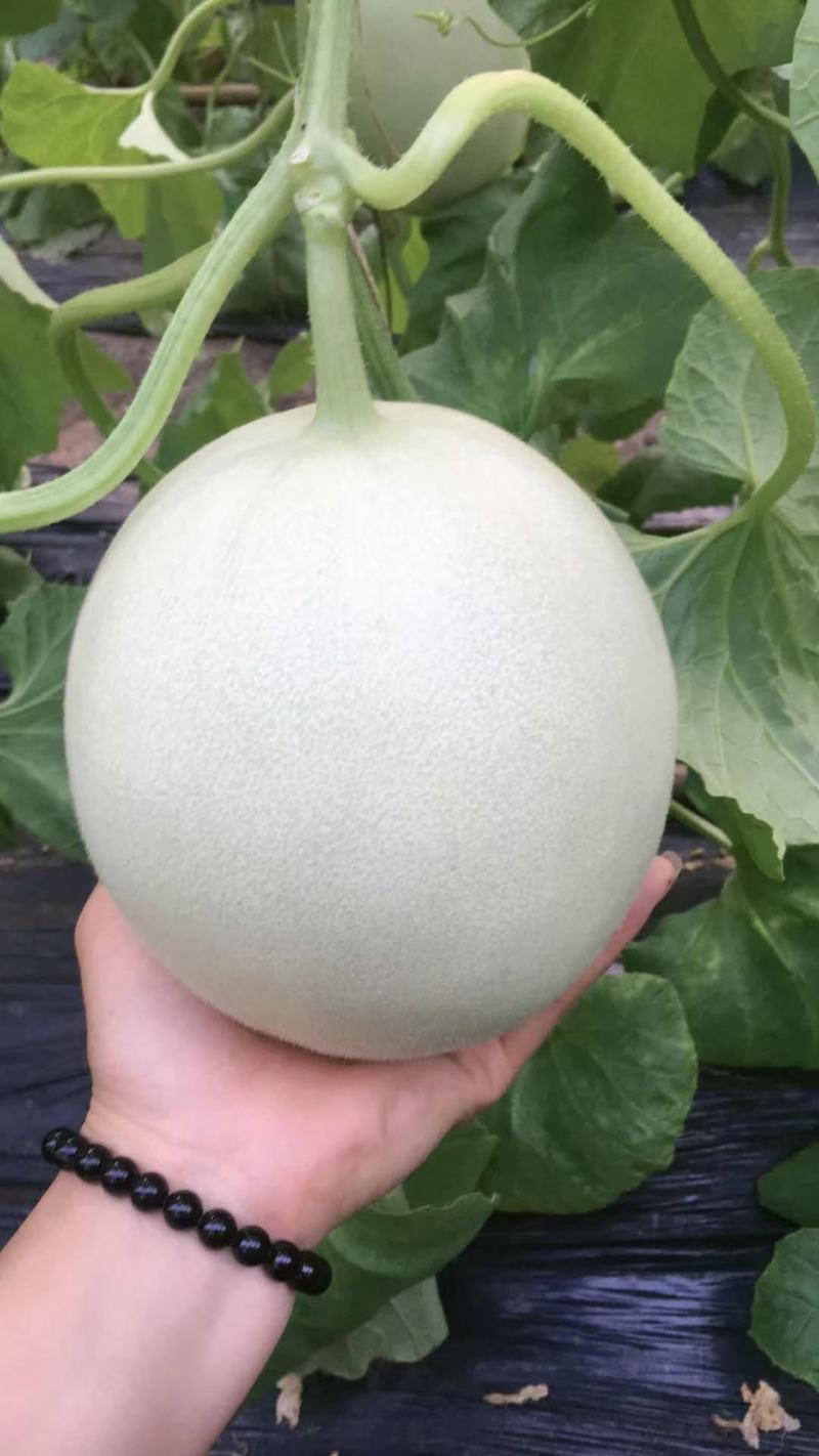 【甜瓜】山东精品玉菇甜瓜产地直供坏单包赔供应全国