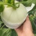 【甜瓜】山东精品玉菇甜瓜产地直供坏单包赔供应全国