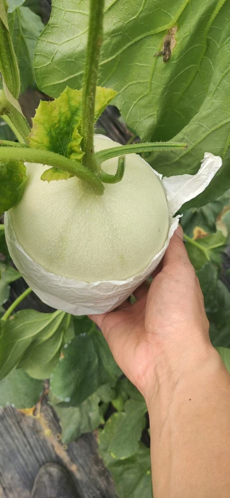 【甜瓜】山东精品玉菇甜瓜产地直供坏单包赔供应全国