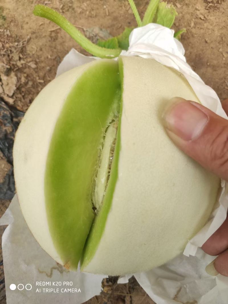 【甜瓜】山东精品玉菇甜瓜产地直供坏单包赔供应全国