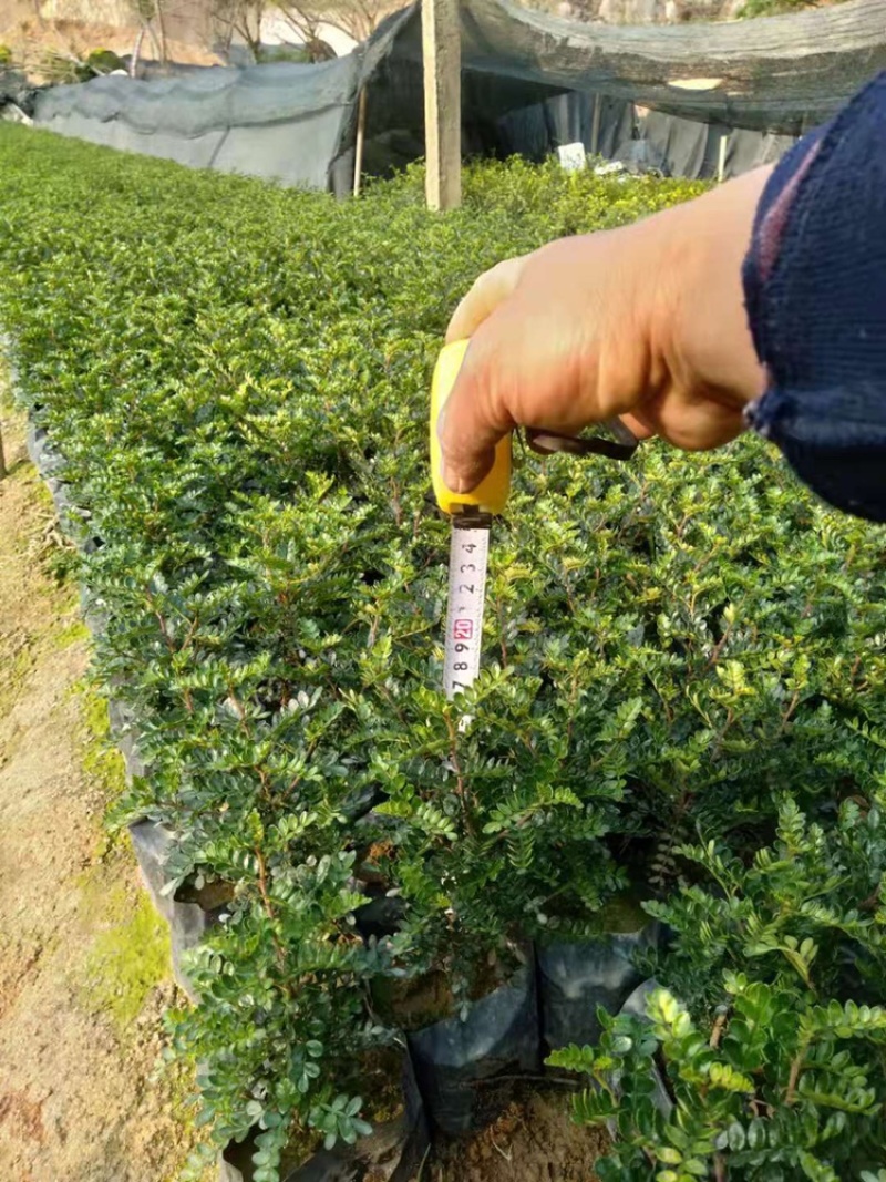 胡椒木苗基地直发包技术指导视频看货全国发货欢迎考察
