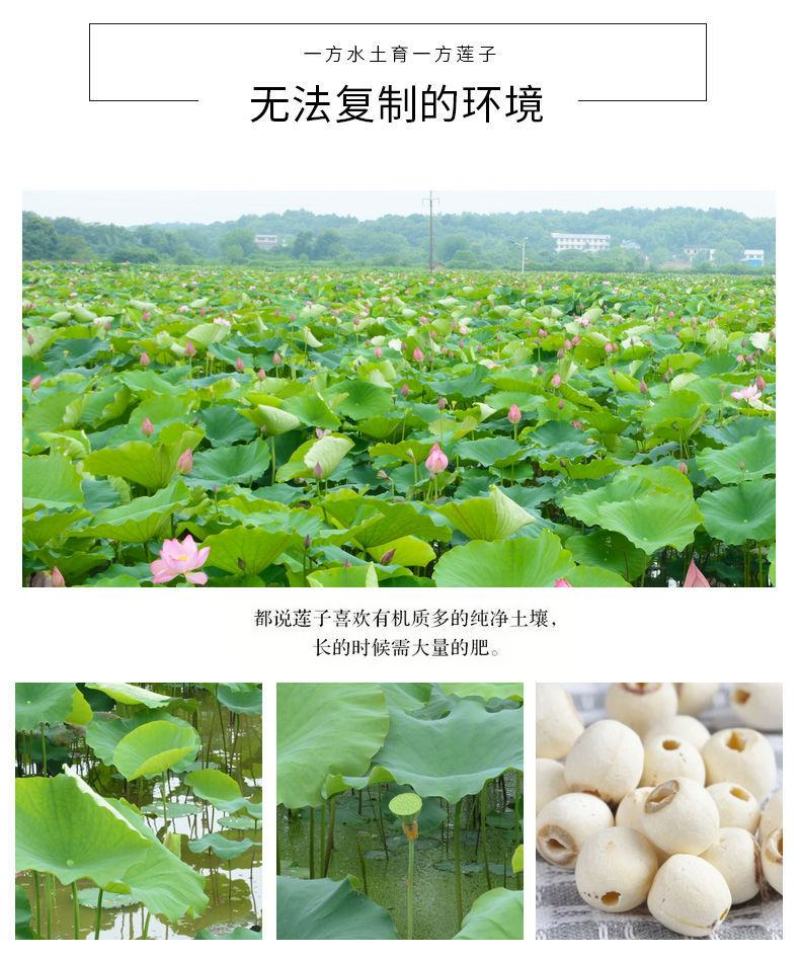 【一件代发】磨皮莲子洪湖莲子干货莲子新货去芯白莲子包邮
