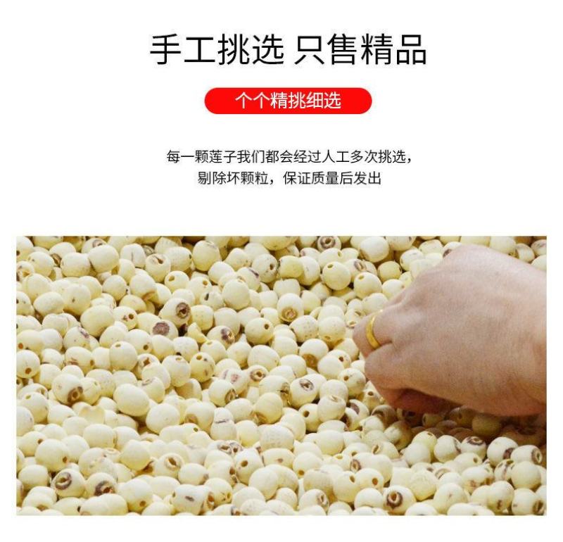 【一件代发】磨皮莲子洪湖莲子干货莲子新货去芯白莲子包邮