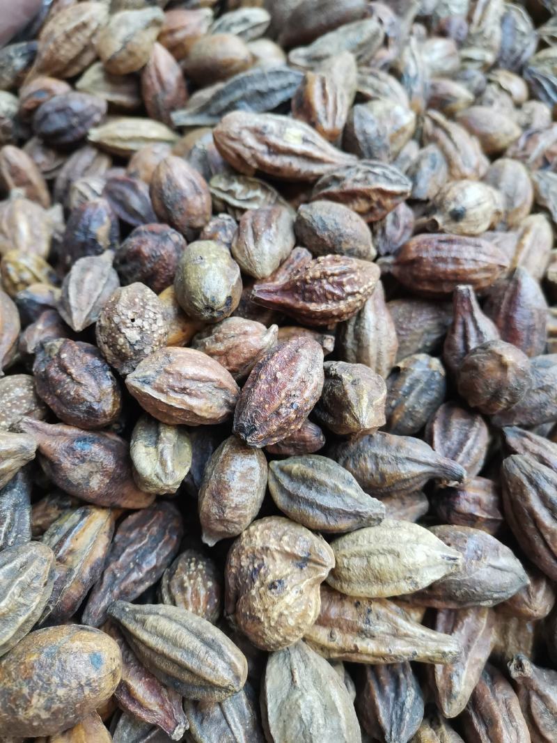 云南野生中药材诃子柯子呵子随风子可磨粉500g