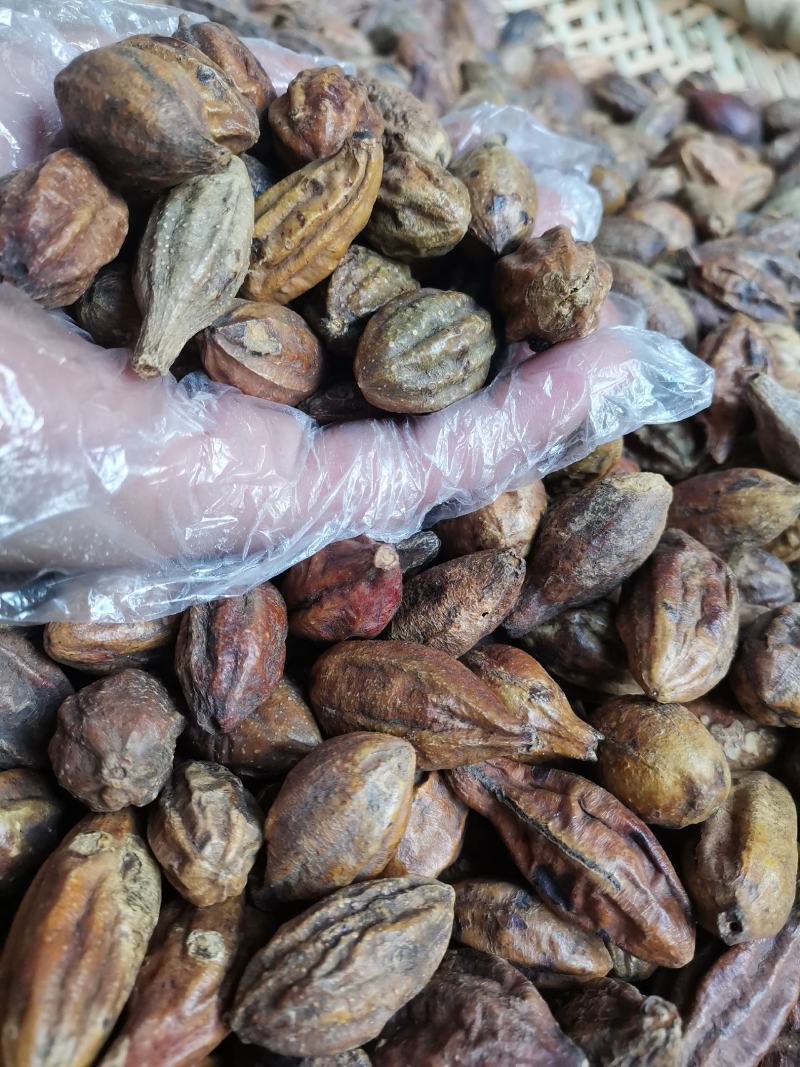 云南野生中药材诃子柯子呵子随风子可磨粉500g