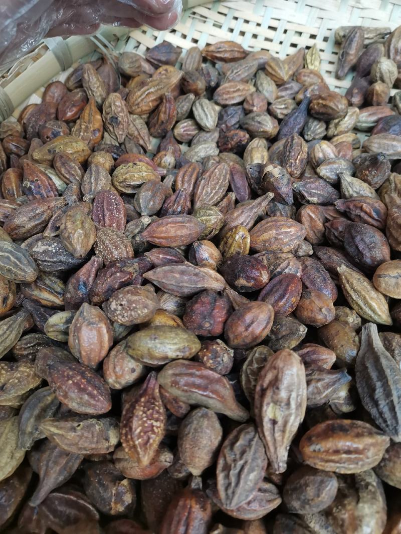 云南野生中药材诃子柯子呵子随风子可磨粉500g