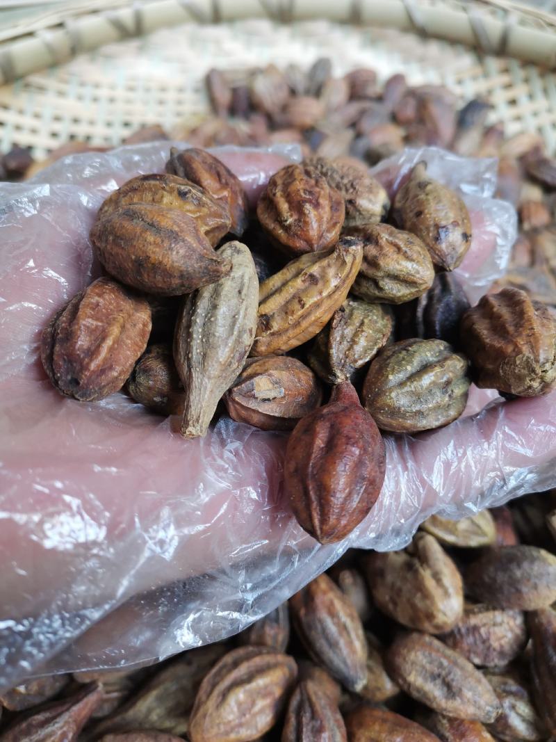云南野生中药材诃子柯子呵子随风子可磨粉500g