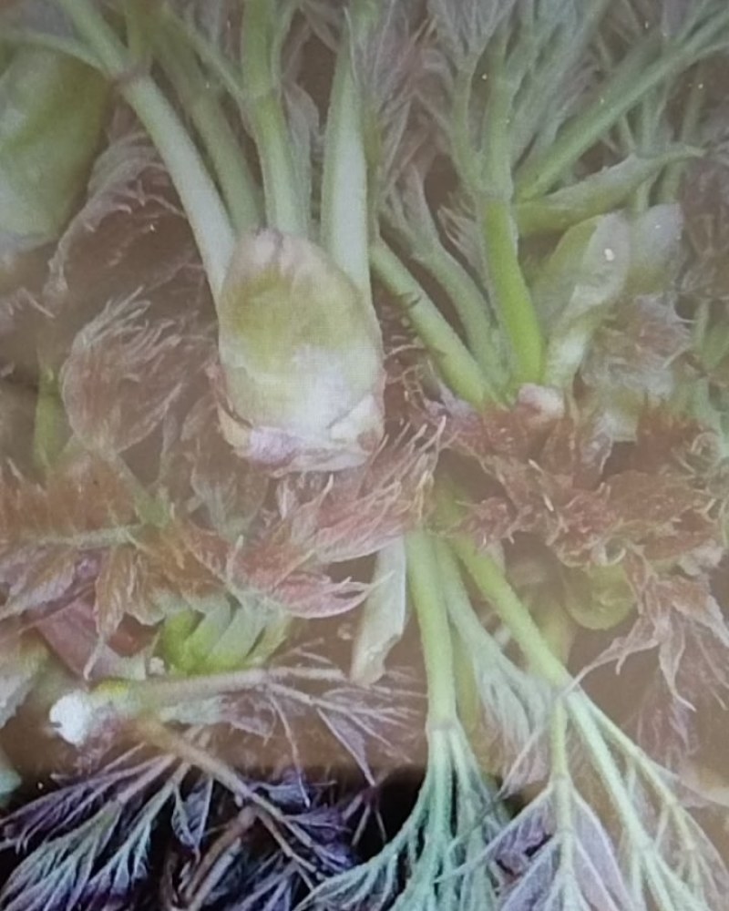 新鲜营养丰富的山野菜