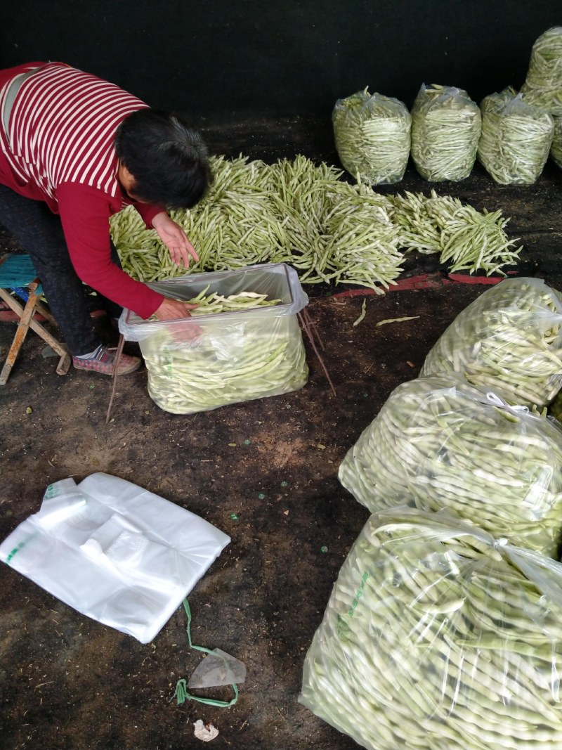 七粒白芸豆大量上市了