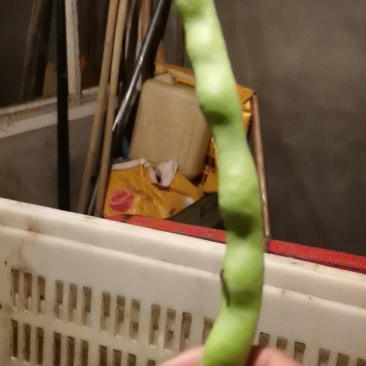 大众蔬菜基地，挣钱，你就来