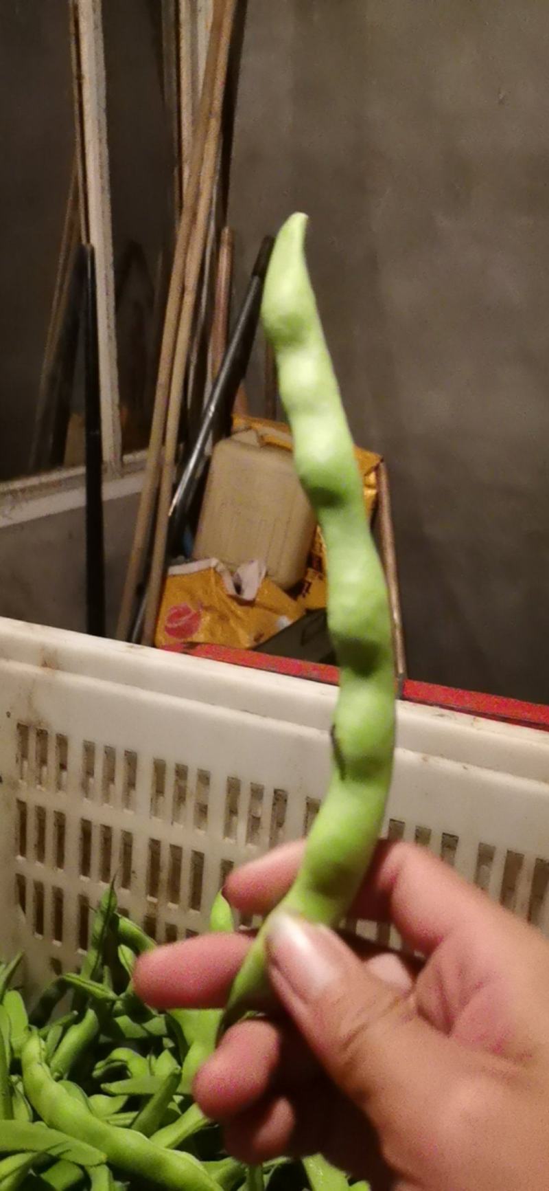 大众蔬菜基地，挣钱，你就来