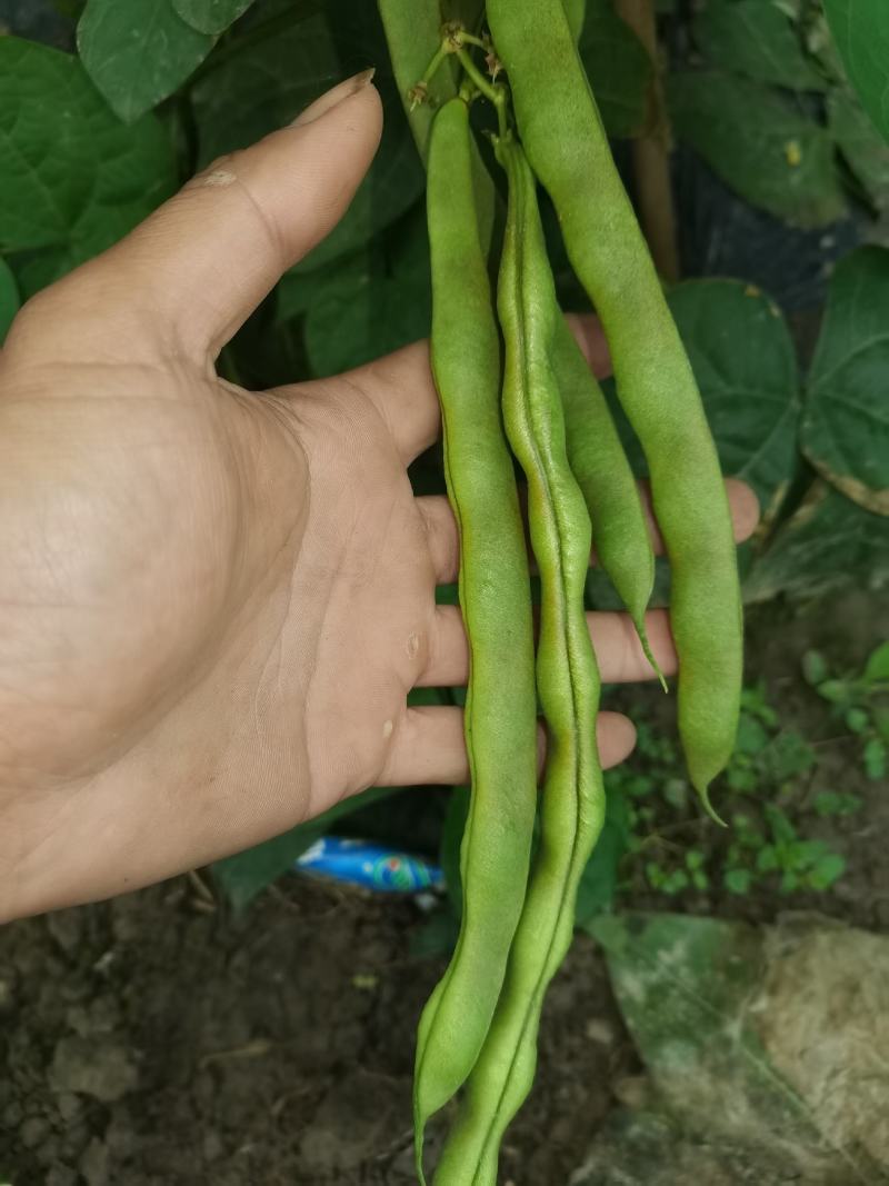 大众蔬菜基地，挣钱，你就来