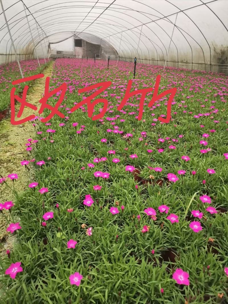 欧石竹自产自销多年生植物