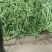 新鲜四季豆上市，大量上市，以诚信为为，需要的老板请联系