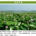 【一件代发】【一手货源】有芯红莲新货红莲子带芯莲子包邮