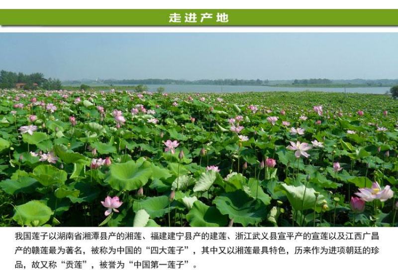 【一件代发】【一手货源】有芯红莲新货红莲子带芯莲子包邮