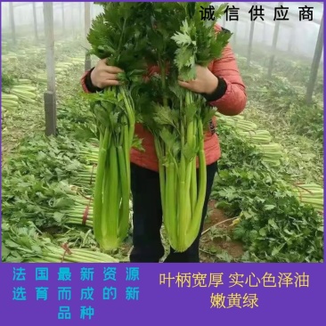 西芹种子禧玉皇早熟实心叶柄宽厚质地脆嫩抗病高产