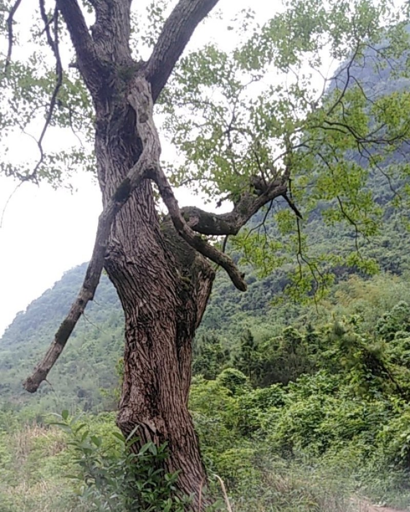 自然冠乌桕木