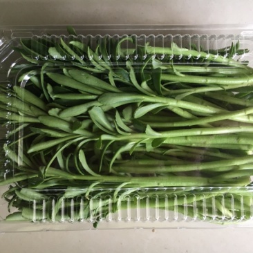 费菜、养心菜、救心菜、高钙菜，产地直销，保证质量！