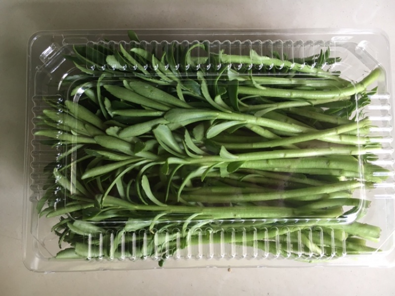 费菜、养心菜、救心菜、高钙菜，产地直销，保证质量！
