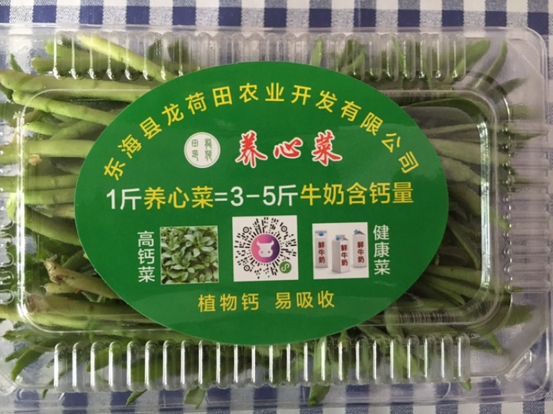费菜、养心菜、救心菜、高钙菜，产地直销，保证质量！