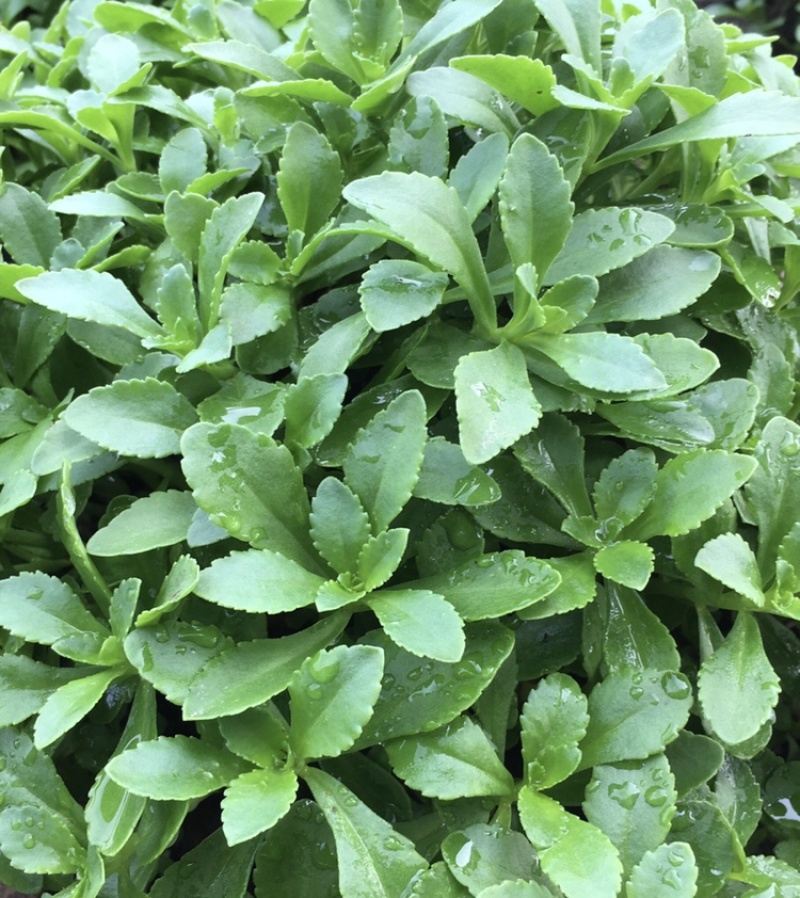 费菜、养心菜、救心菜、高钙菜，产地直销，保证质量！