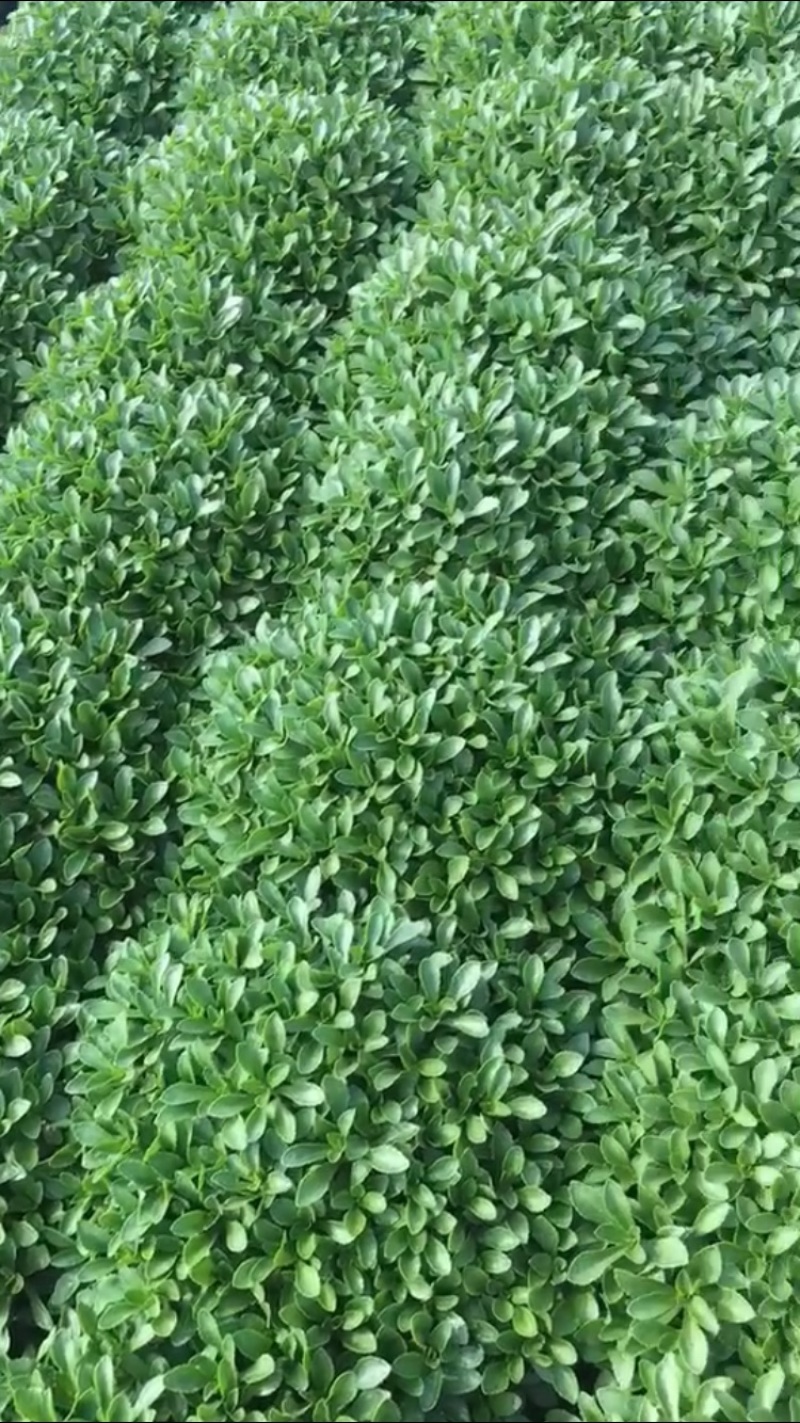 费菜、养心菜、救心菜、高钙菜，产地直销，保证质量！